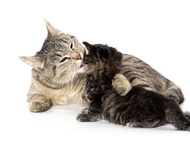 istock Female tabby cat and kitten 478340312
