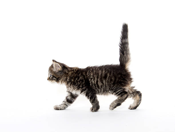istock Cute baby tabby kitten on white 478340358