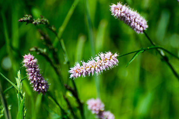 istock Bistorta officinalis in the meadow 478340762