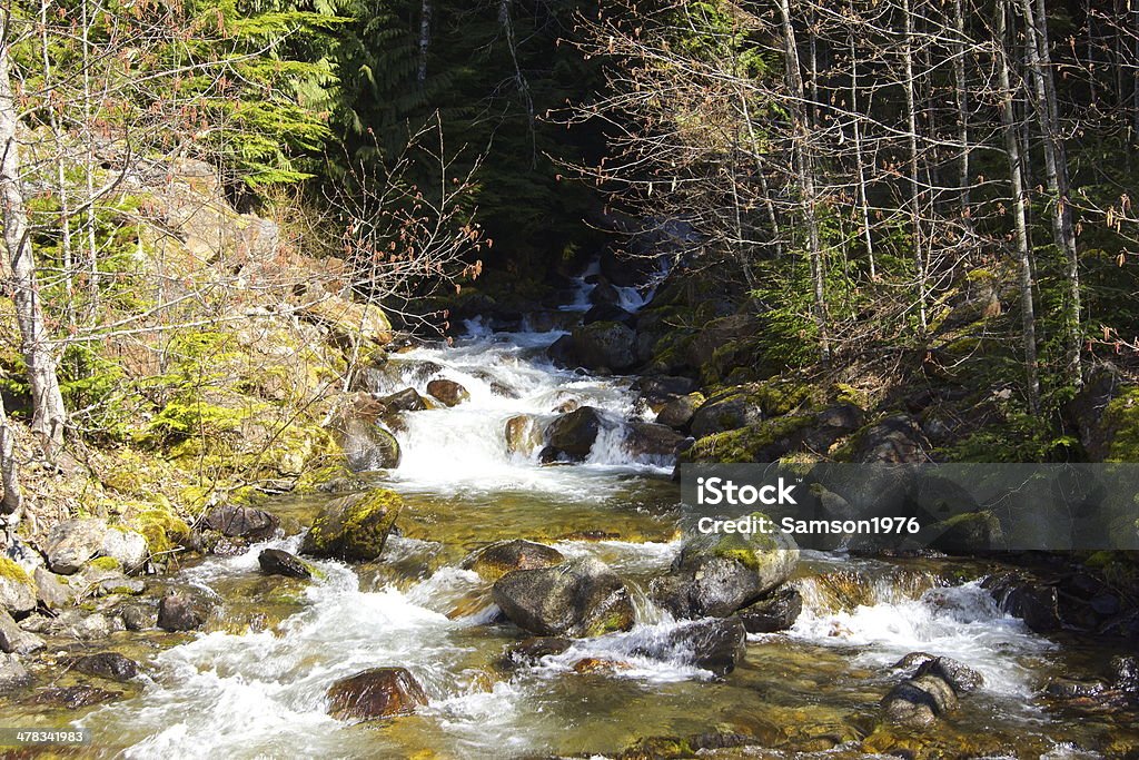 Sibley Creek - Foto stock royalty-free di Fauna selvatica