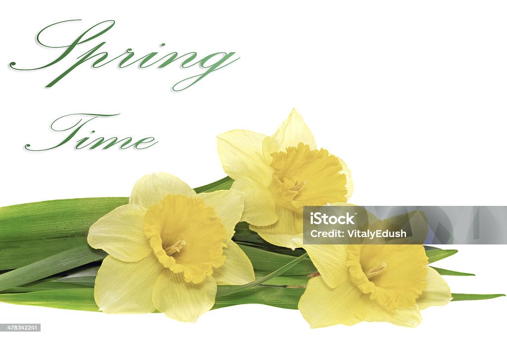 Trzy piękne Wiosna kwiaty: żółty narcissus (Narcyz) - Zbiór zdjęć royalty-free (Bez ludzi)