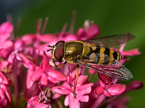 Outdoor close up photography of a Hoverfly on flower blossoms.