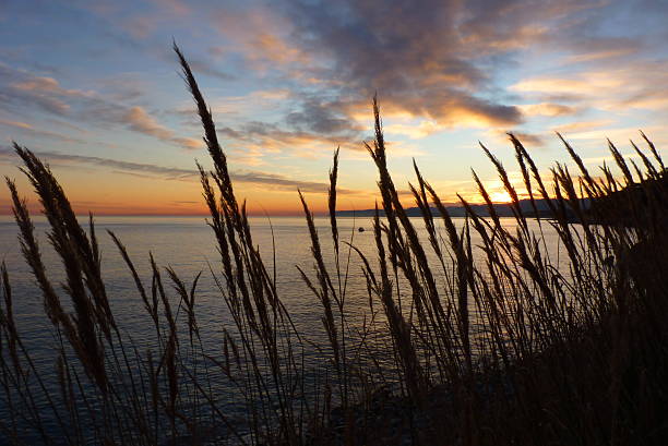 istock Sunset on the sea with canes 478344532