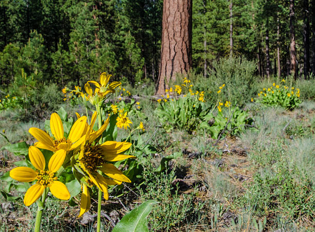 istock Yellow Arrowleaf Balsamroot Flowers in Pine Forest 478344654
