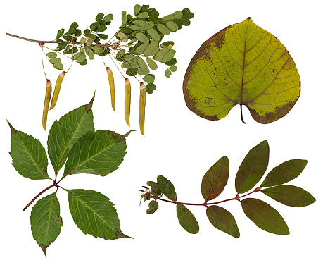 Set of wild dry pressed leaves, isolated