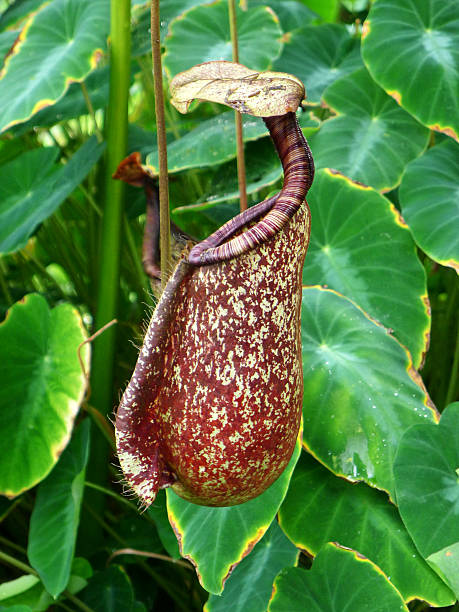Fanged Pitcher Plant Close up of a large Fanged Pitcher Plant fanged stock pictures, royalty-free photos & images