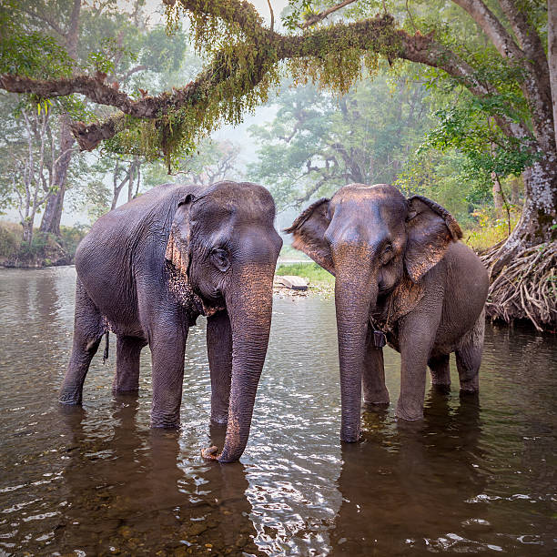 istock The elephants in Sangkhlaburi, Kanjanaburi, Thailand. 478344904