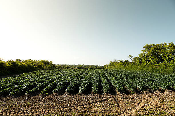 istock potato farm on Jersey Channel Island 478345138