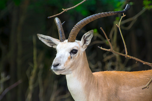 Goitered or black-tailed gazelle (Gazella subgutturosa) in a forest