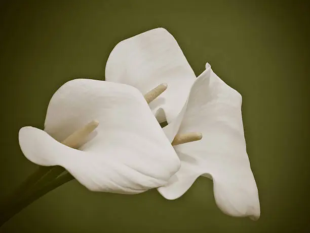 White Calla lilies