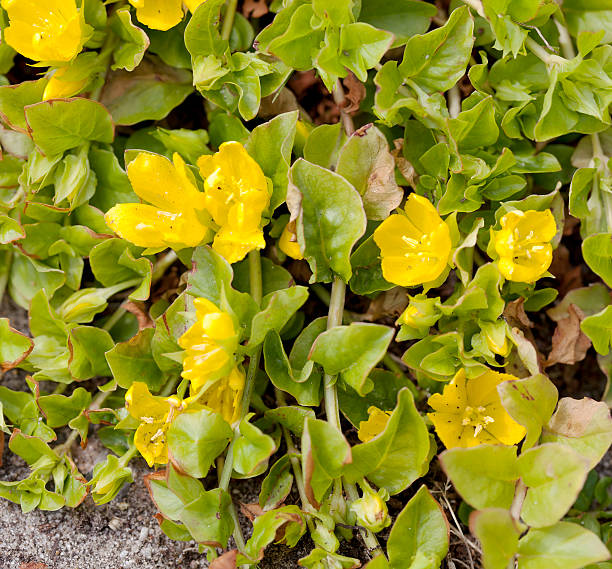 istock Moneywort, Creeping Jenny (Lysimachia nummularia) 478348008