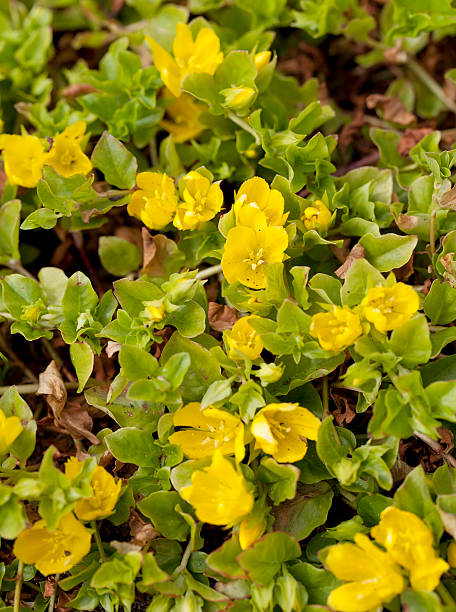 Moneywort, Creeping Jenny (Lysimachia nummularia)