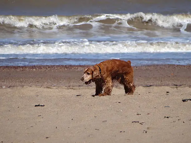 Photo showing a happy golden cocker spaniel dog playing on a sandy beach, being shown with wet fur after swimming in the sea.