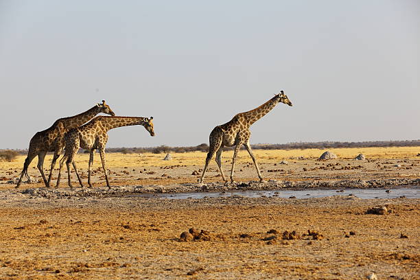 istock Giraffes at the waterhole 478349659