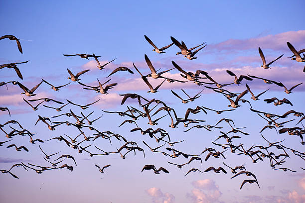 istock flock of Canada gooses 478352300