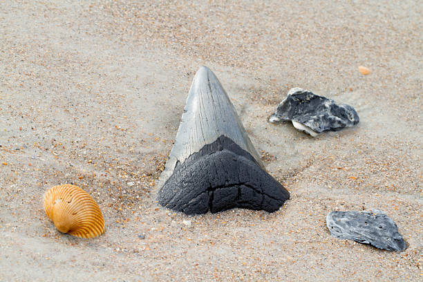 ฟันฉลาม megalodon ในหาดทราย - เม็กกาโลดอน ภาพสต็อก ภาพถ่ายและรูปภาพปลอดค่าลิขสิทธิ์