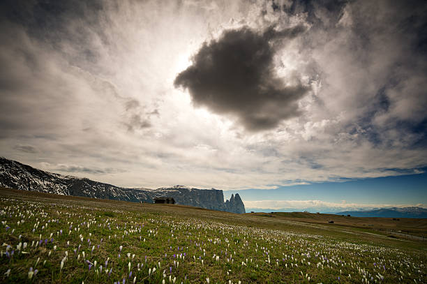 Wonderful view on the Alpe di Siusi in South Tyrol - Spring in the Alps