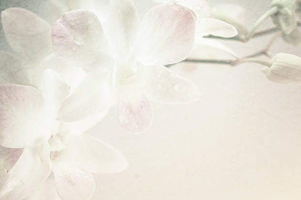 istock sweet orchids on mulberry paper texture 478353062