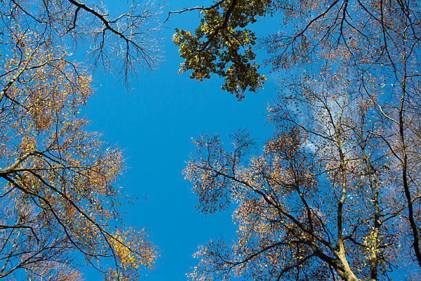 autumn sky stock photo