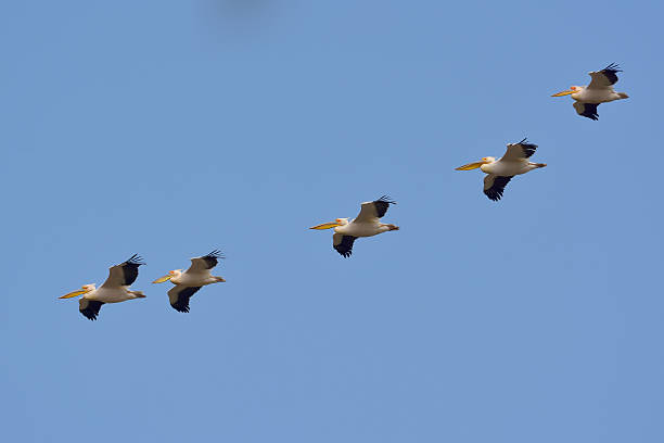 istock White Pelicans in natural habitat (pelecanus onocrotalus) 478357549