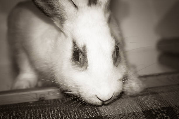 istock portrait of a rabbit 478357819