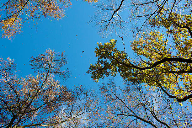 autumn sky stock photo