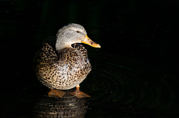 istock Female Mallard Duck Resting in a Pool of Light 478359729