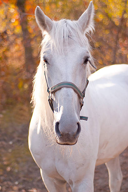 istock white horse walks among the trees 478359804