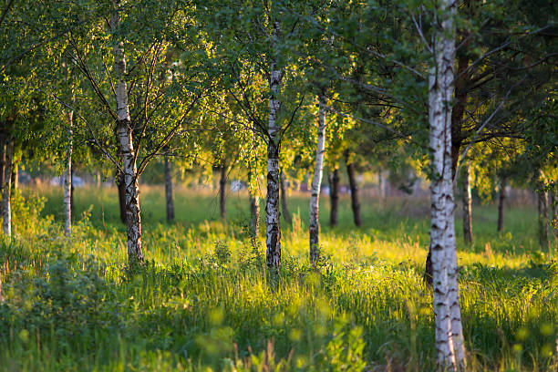 Small birch forest stock photo