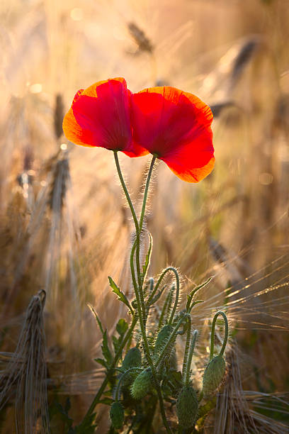 и cornflowers poppies - meadow single flower bud cornflower стоковые фото и изображения