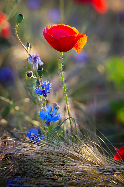 и cornflowers poppies - meadow single flower bud cornflower стоковые фото и изображения