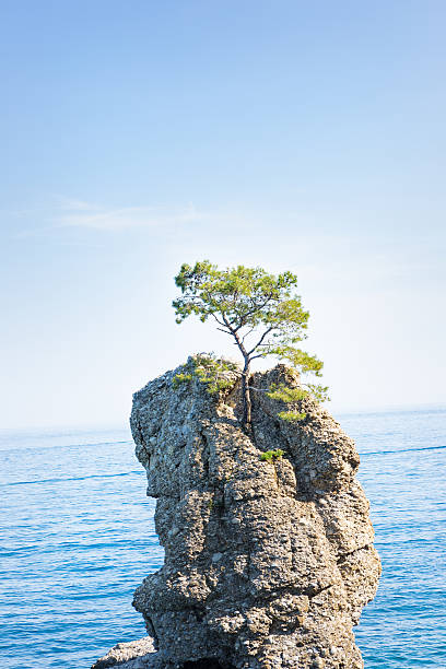 At the Five Lands on the rocks overlooking the sea grow plants in miniatiras