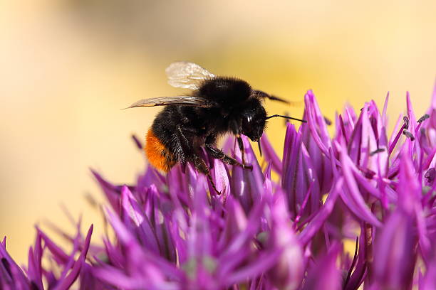 istock Bee on Giant Onion - Allium giganteum, macro 478362756