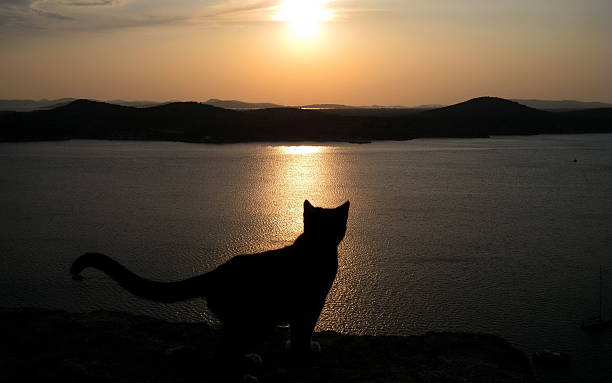 istock The cat on the nature 478363668