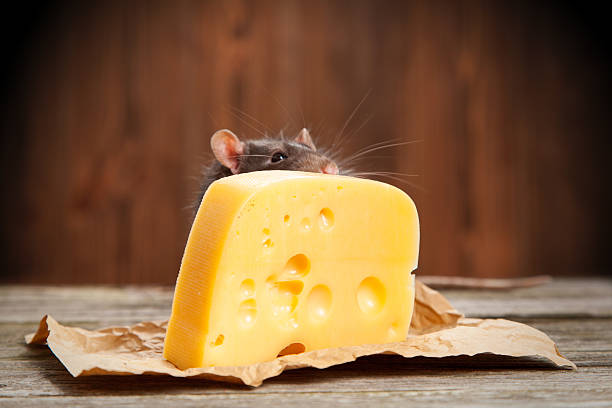 Mousetrap with big piece of cheese