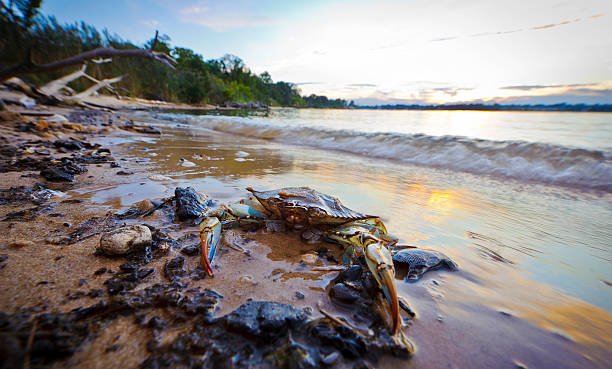 granchio blu del maryland al tramonto sulla baia di chesapeake - maryland blue crab foto e immagini stock