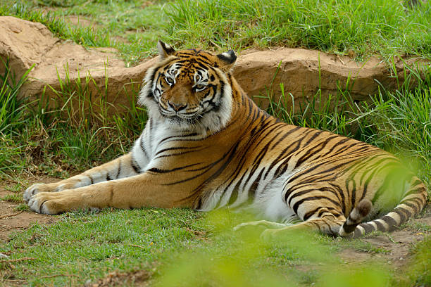 istock Bengal- or Asian tiger in sunny day with green background 478366165