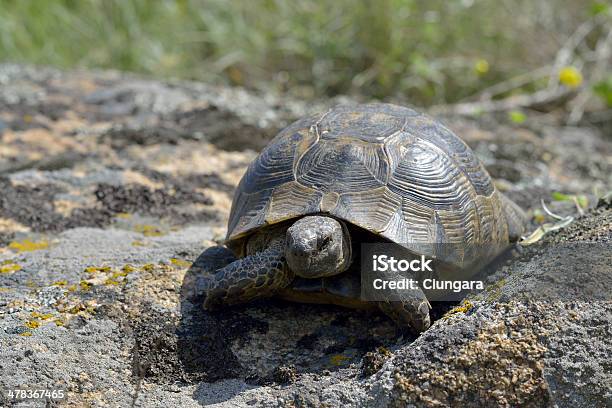 Греческий Черепаха Testudo Graeca Ibera — стоковые фотографии и другие картинки Без людей - Без людей, Горизонтальный, Двигаться вверх