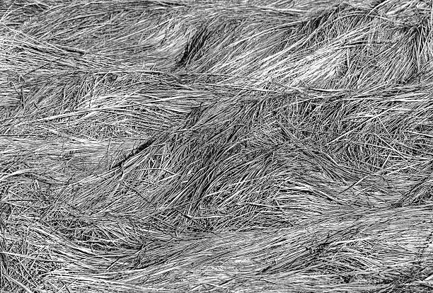 istock Texture of last year's grass. 478367896
