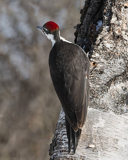 istock Female Pileated Woodpecker in Winter 478368419