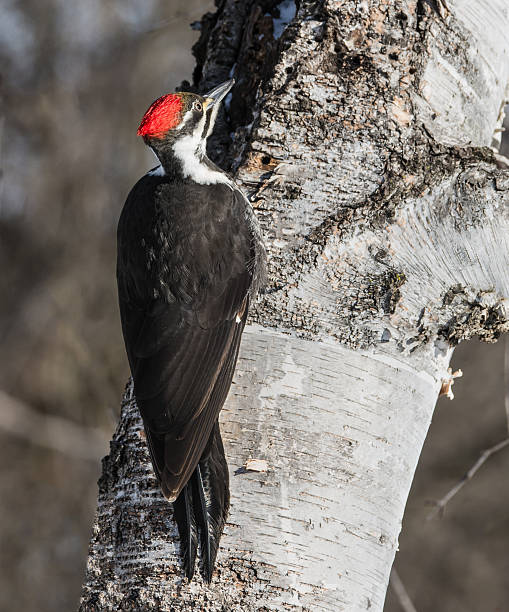 istock Female Pileated Woodpecker in Winter 478368437