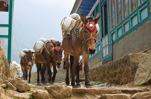 Donkey caravan in mountains in the village, Sagarmatha National Park, Nepal
