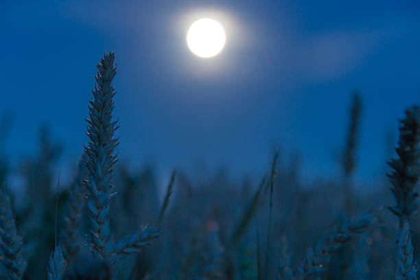 istock Wheat in the light of the full moon 478369170