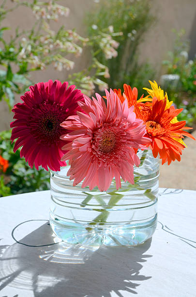 istock Bouquet of African daisy. 478370438