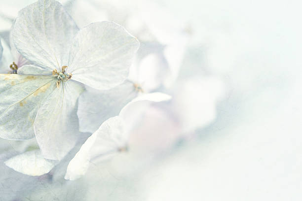 Hydrangeas in winter style on mulberry paper texture