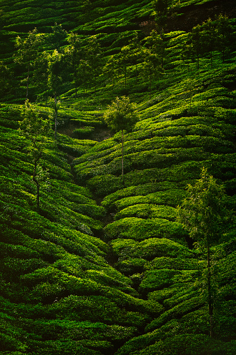 Full frame landscape of tea plantation in the Western Ghats mountains of Munnar, Kerala, India.