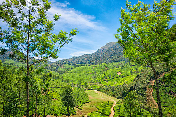 istock Landscape of Tea Plantations in Munnar, India 478371692