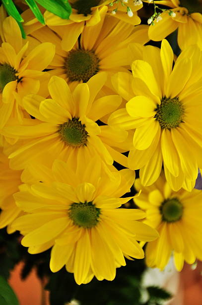 flores arrangment - daisey white flower group of people fotografías e imágenes de stock