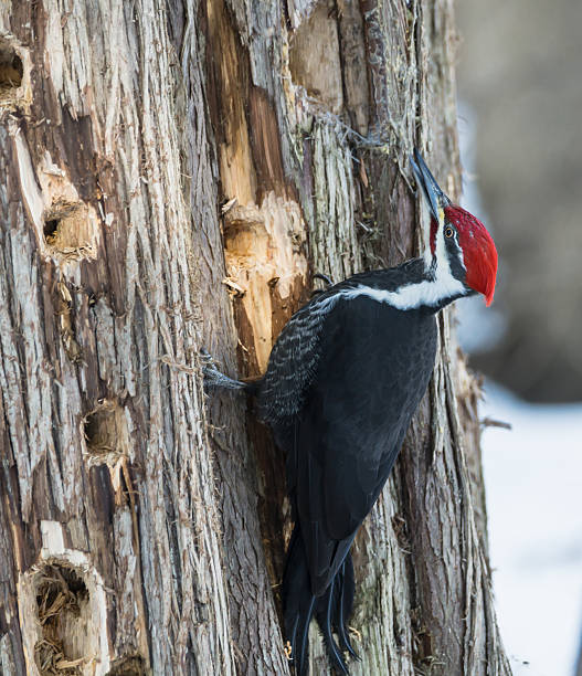 istock Male Pileated Woodpecker in Winter 478371921