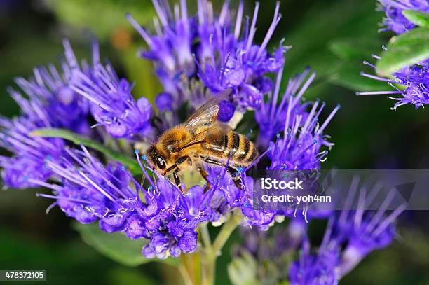 Bee Stock Photo - Download Image Now - Animal, Animal Body Part, Animal Themes